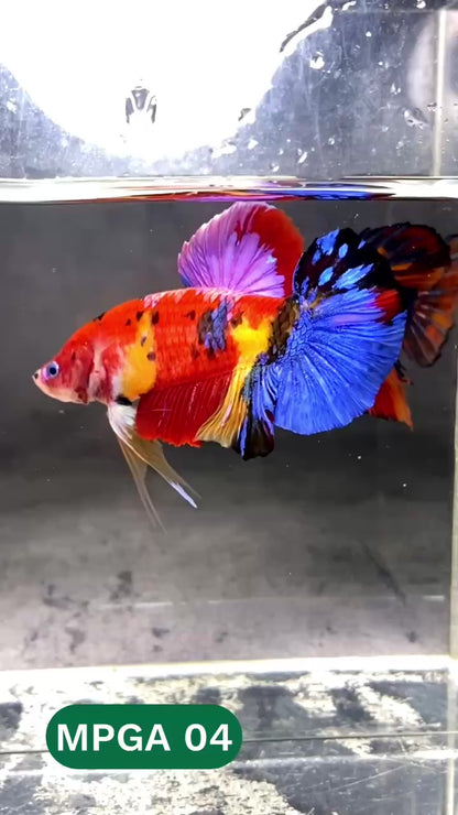 King Giant Plakat Male Betta Fish | You Pick Fish | High Grade