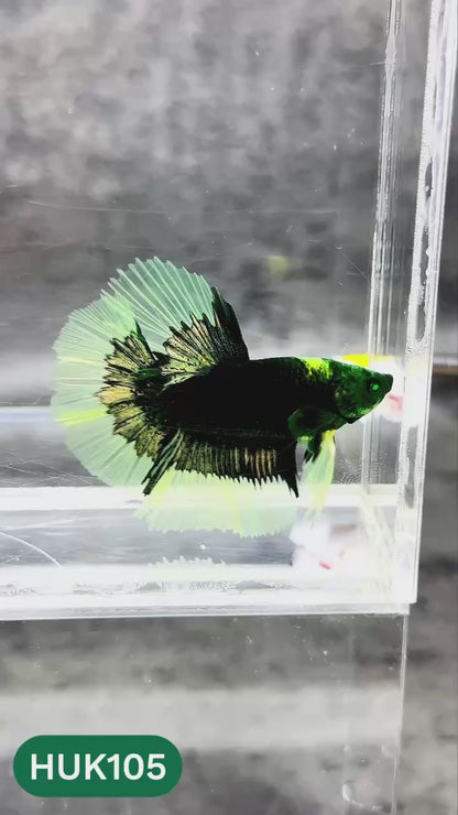 Black Hulk Halfmoon Male Betta Fish | You Pick Fish