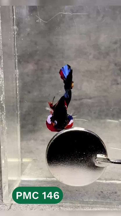 Multicolor Plakat Male Betta Fish |Show Grade|  You Pick Fish