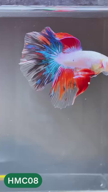 Multicolor Halfmoon Male Betta Fish | High Grade | Order Directly From Farm |  You Pick Fish |