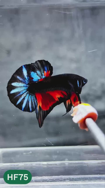 Dark Flame Hellfire Plakat Male Betta Fish | You Pick Fish | Exotic Betta