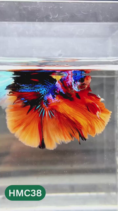 Nemo Halfmoon Male Betta Fish | Order Directly From Farm | You Pick Fish