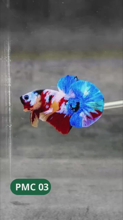 Multicolor Plakat Male Betta Fish |Show Grade|  You Pick Fish