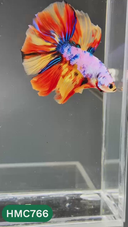 Nemo Halfmoon Male Betta Fish | Order Directly From Farm | You Pick Fish