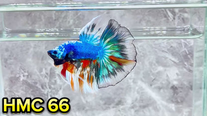 Multicolor Halfmoon Male Betta Fish | High Grade | Order Directly From Farm|  You Pick Fish |