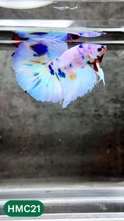 Multicolor Halfmoon Male Betta Fish | High Grade | Order Directly From Farm |  You Pick Fish |