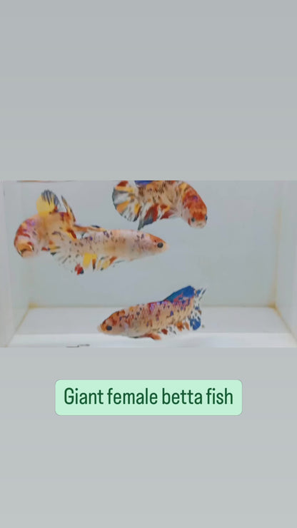 Giant Koi Nemo Female Betta Fish Sorority | Successful Sorority Pack