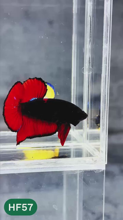 Dark Flame Hellfire Plakat Male Betta Fish | You Pick Fish | Exotic Betta