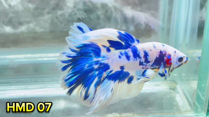 Blue Marble Dot Halfmoon Male Betta Fish | Order Directly From Farm | You Pick Fish