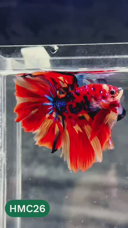 Multicolor Halfmoon Male Betta Fish | Order Directly From Farm | You Pick Fish