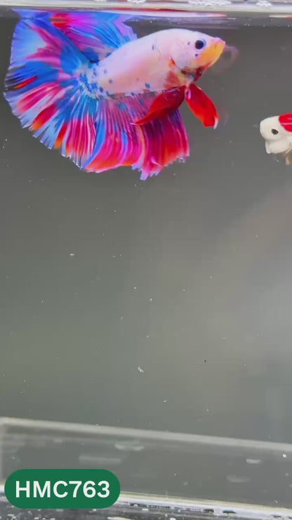 Multicolor Halfmoon Male Betta Fish | High Grade | Order Directly From Farm |  You Pick Fish |