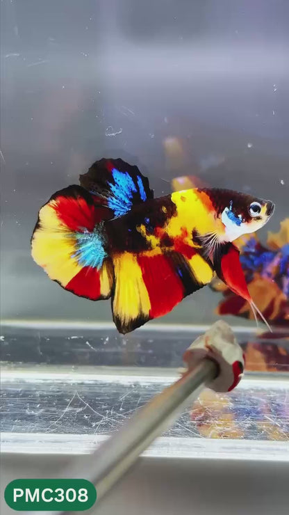 Multicolor Plakat Male Betta Fish | Show Grade |  You Pick Fish