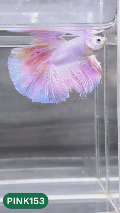 Pink Halfmoon Male Betta Fish | You Pick Fish | Order Directly From Farm