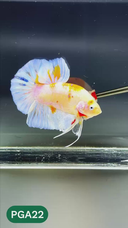 King Giant Plakat Male Betta Fish | You Pick Fish | High Grade
