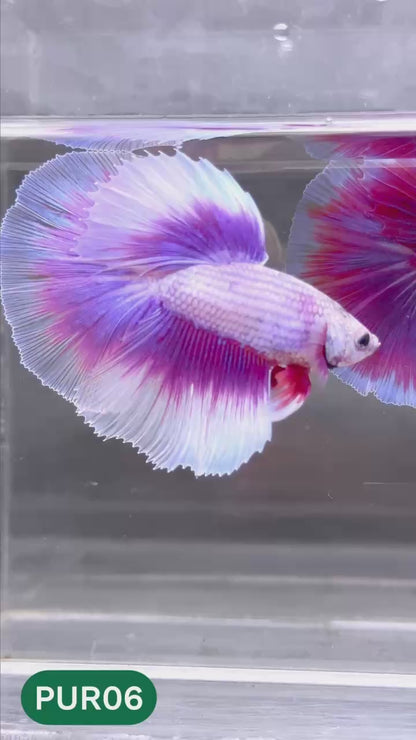 Purple Halfmoon Male Betta Fish | You Pick Fish | Order Directly From Farm
