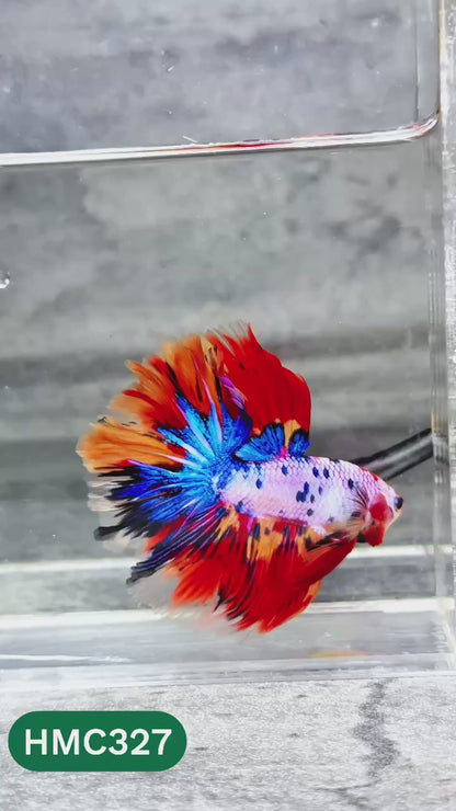 Multicolor Halfmoon Male Betta Fish | High Grade | Order Directly From Farm |  You Pick Fish |