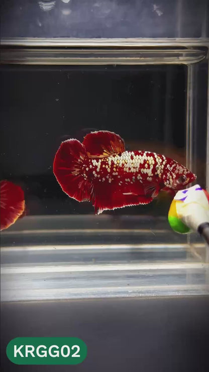 Golden Star Dust Galaxy Plakat Male Betta Fish | Super Rare | You Pick Fish