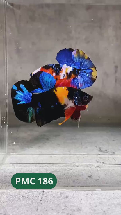 Multicolor Plakat Male Betta Fish |Show Grade|  You Pick Fish