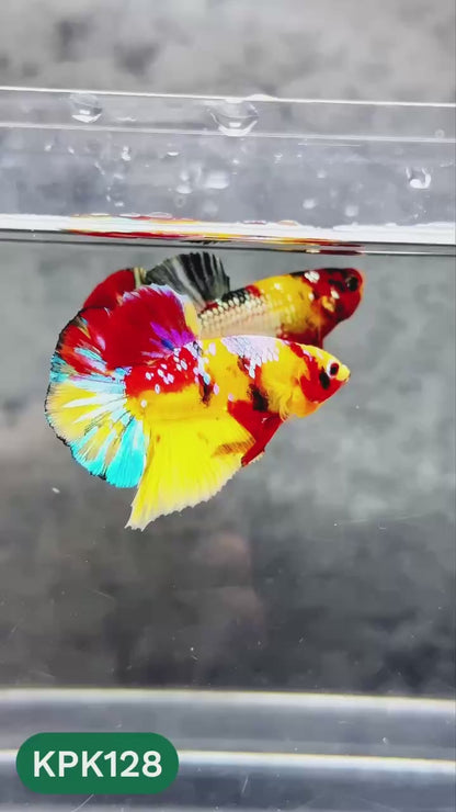 Multicolor Yellow Base Plakat Male Betta Fish | Order Directly From Farm |  You Pick Fish
