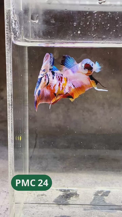 Multicolor Plakat Male Betta Fish |Show Grade|  You Pick Fish