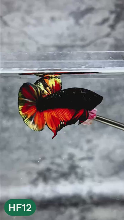 Dark Flame Hellfire Plakat Male Betta Fish | You Pick Fish | Rare Betta