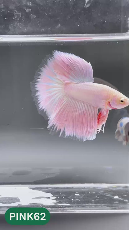 Pink Halfmoon Male Betta Fish | You Pick Fish | Order Directly From Farm
