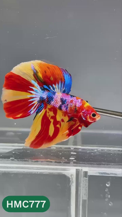 Nemo Halfmoon Male Betta Fish | Order Directly From Farm | You Pick Fish