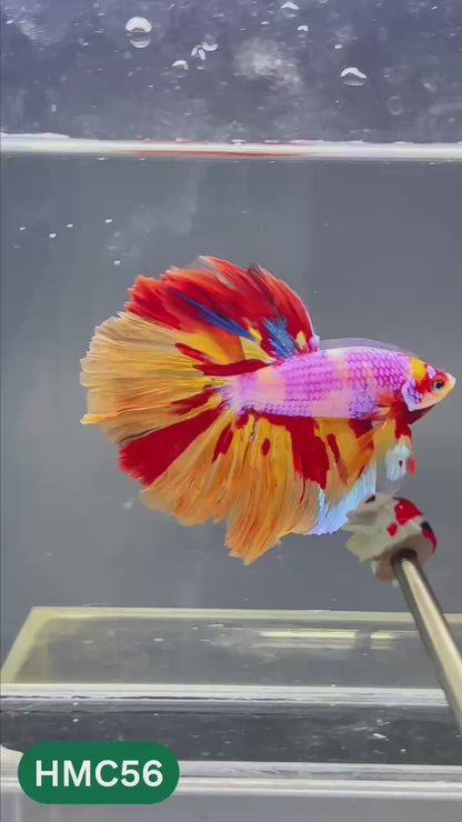 Multicolor Halfmoon Male Betta Fish | High Grade | Order Directly From Farm |  You Pick Fish |