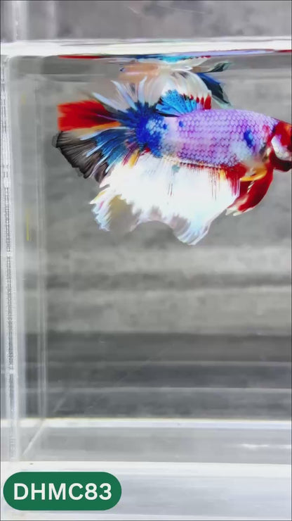Multicolor Halfmoon Male Betta Fish | Order Directly From Farm | You Pick Fish