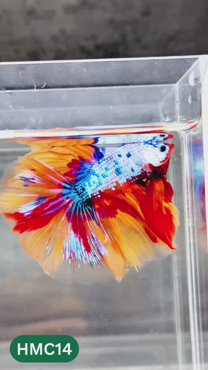 Multicolor Halfmoon Male Betta Fish | High Grade | Order Directly From Farm |  You Pick Fish |