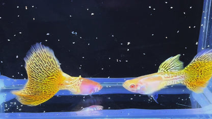 Albino Metal Yellow Lace Guppy Fish