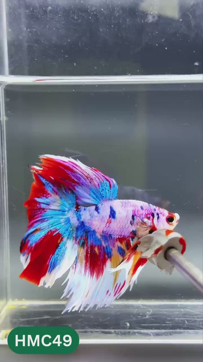 Multicolor Halfmoon Male Betta Fish | High Grade | Order Directly From Farm |  You Pick Fish |