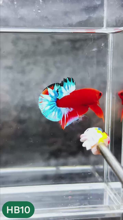 Hellboy Plakat Male Betta Fish | Order Directly From Farm | You Pick Fish