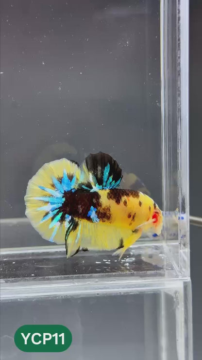 Koi Yellow Plakat Male Betta Fish | Show Grade | You Pick Fish