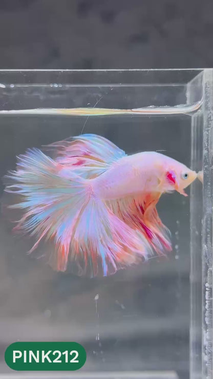 Pink Halfmoon Male Betta Fish | You Pick Fish | Order Directly From Farm