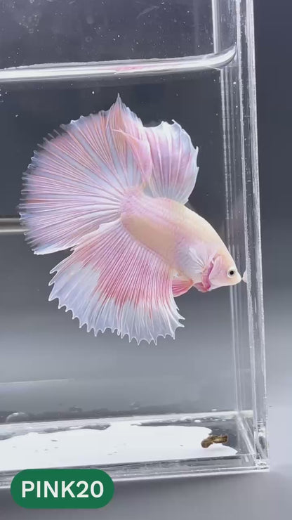 Pink Halfmoon Male Betta Fish | You Pick Fish | Order Directly From Farm