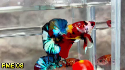 Metallic Plakat Betta Fish | You Pick Betta | Show Grade