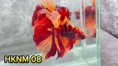 Nemo Halfmoon Male Betta Fish | Order Directly From Farm | You Pick Fish