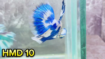 Blue Marble Dot Halfmoon Male Betta Fish | Order Directly From Farm | You Pick Fish