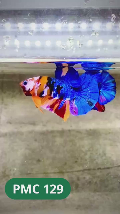 Multicolor Plakat Male Betta Fish |Show Grade|  You Pick Fish