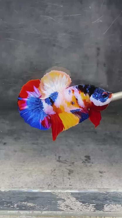 Multicolor Plakat Male Betta Fish |Show Grade|  You Pick Fish