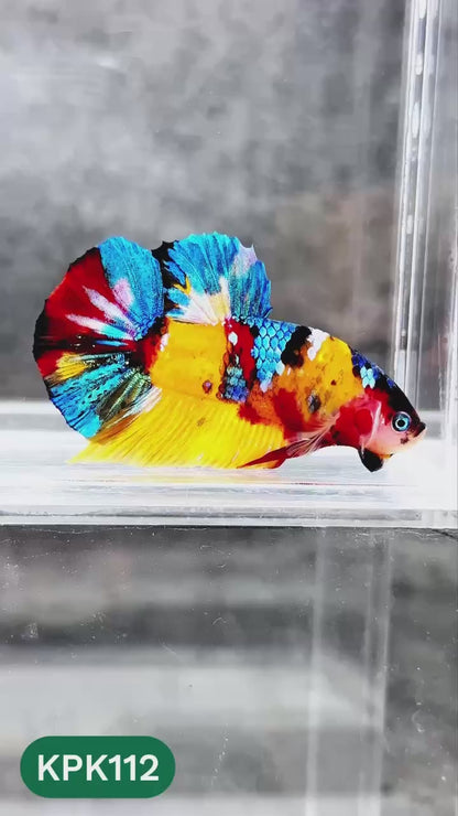 Multicolor Yellow Base Plakat Male Betta Fish | Order Directly From Farm |  You Pick Fish