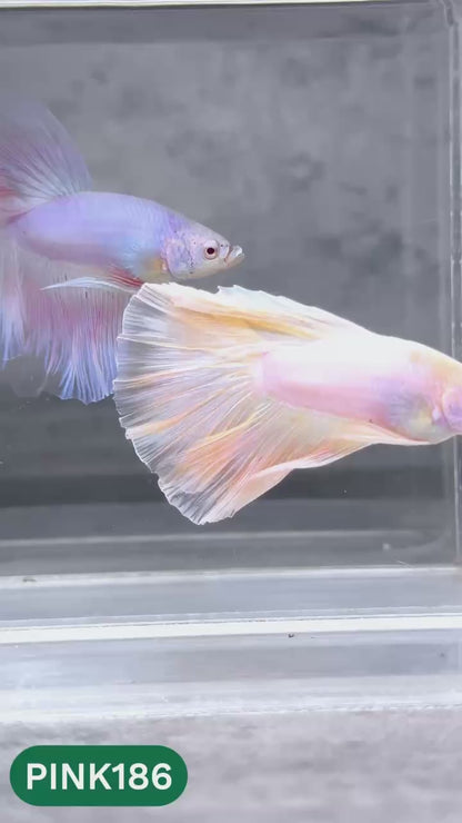 Pink Halfmoon Male Betta Fish | You Pick Fish | Order Directly From Farm