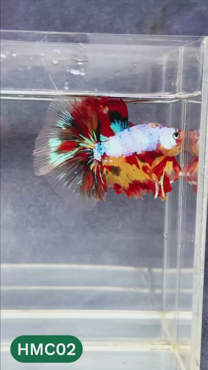 Multicolor Halfmoon Male Betta Fish | Order Directly From Farm | You Pick Fish