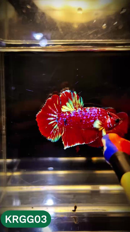 Golden Star Dust Galaxy Plakat Male Betta Fish | Super Rare | You Pick Fish