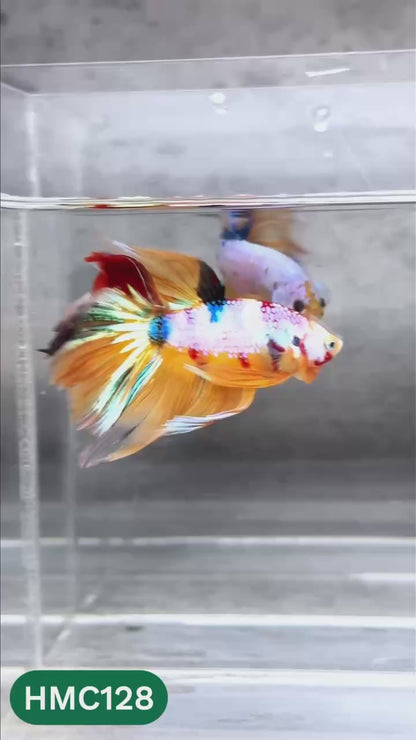 Multicolor Halfmoon Male Betta Fish | High Grade | Order Directly From Farm |  You Pick Fish |