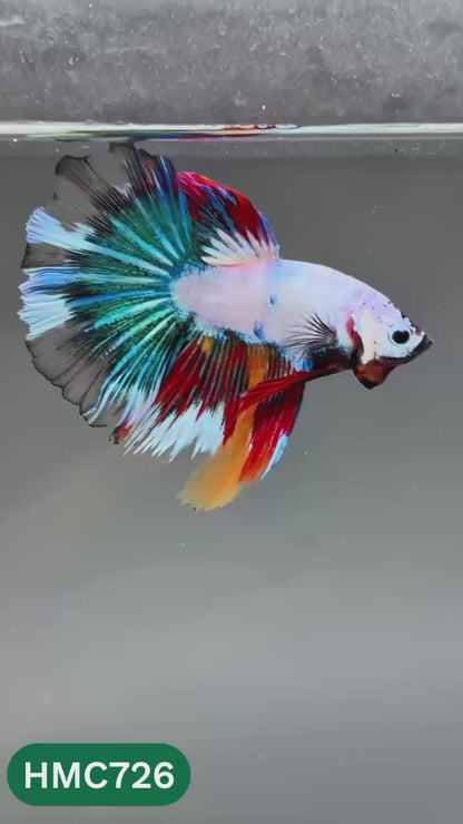 Multicolor Halfmoon Male Betta Fish | High Grade | Order Directly From Farm |  You Pick Fish |