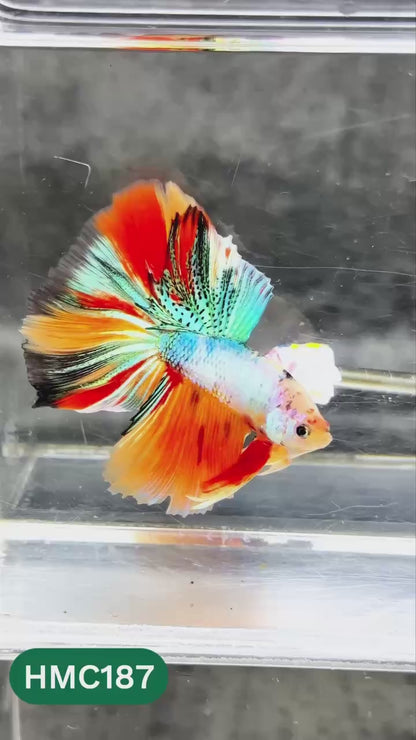 Multicolor Halfmoon Male Betta Fish | Order Directly From Farm | You Pick Fish
