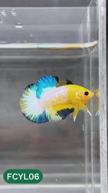Yellow Fancy Male Betta Fish | Order Directly From Farm | You Pick Fish
