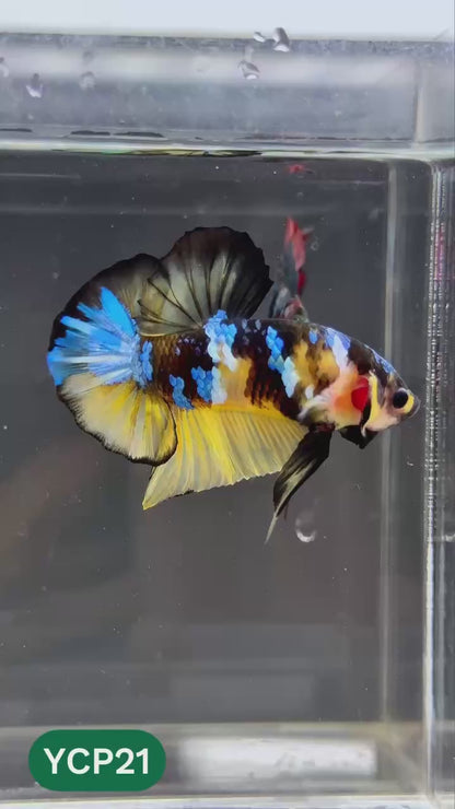 Koi Yellow Plakat Male Betta Fish | Show Grade | You Pick Fish